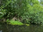 Schwaanhavel p1010742