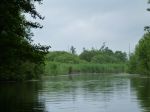 Schwaanhavel p1010759