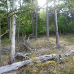 hro1.de-Schaabe-Breege-02