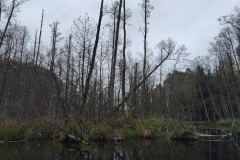 IMG20221111074758