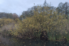 IMG20221111080021