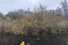 IMG20221111080036