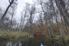 IMG20221111080135