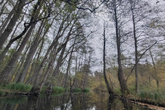IMG20221111081619