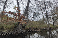 IMG20221111082859