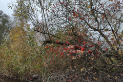 IMG20221111085945