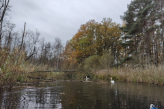 IMG20221111094353