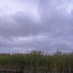 Bucholz-Müritz-Priborn-Im-Langen-Ort-Nebel-Langhagensee-006