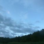 Bucholz-Müritz-Priborn-Im-Langen-Ort-Nebel-Langhagensee-023