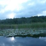 Bucholz-Müritz-Priborn-Im-Langen-Ort-Nebel-Langhagensee-024