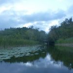 Bucholz-Müritz-Priborn-Im-Langen-Ort-Nebel-Langhagensee-026