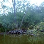 Bucholz-Müritz-Priborn-Im-Langen-Ort-Nebel-Langhagensee-027