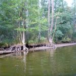 Bucholz-Müritz-Priborn-Im-Langen-Ort-Nebel-Langhagensee-069