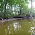 Bucholz-Müritz-Priborn-Im-Langen-Ort-Nebel-Langhagensee-071