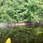 Bucholz-Müritz-Priborn-Im-Langen-Ort-Nebel-Langhagensee-123