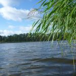 Bucholz-Müritz-Priborn-Im-Langen-Ort-Nebel-Langhagensee-126