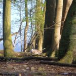 Paddeln-Grosser-Ploener-See-044