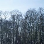 Paddeln-Grosser-Ploener-See-077