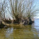 Paddeln-Grosser-Ploener-See-186