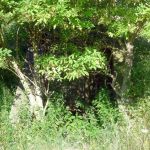 Paddeln-Inseln-Greifswalder-Oie-und-Ruden-094