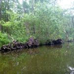 Malchow-Fleesensee-Kölpinsee-067
