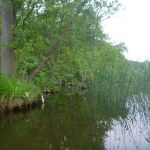 Malchow-Fleesensee-Kölpinsee-074