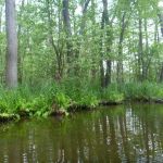 Malchow-Fleesensee-Kölpinsee-075