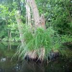 Malchow-Fleesensee-Kölpinsee-169