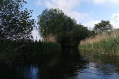 IMG_20220527_080701