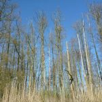 hro1.de_recknitz_0883