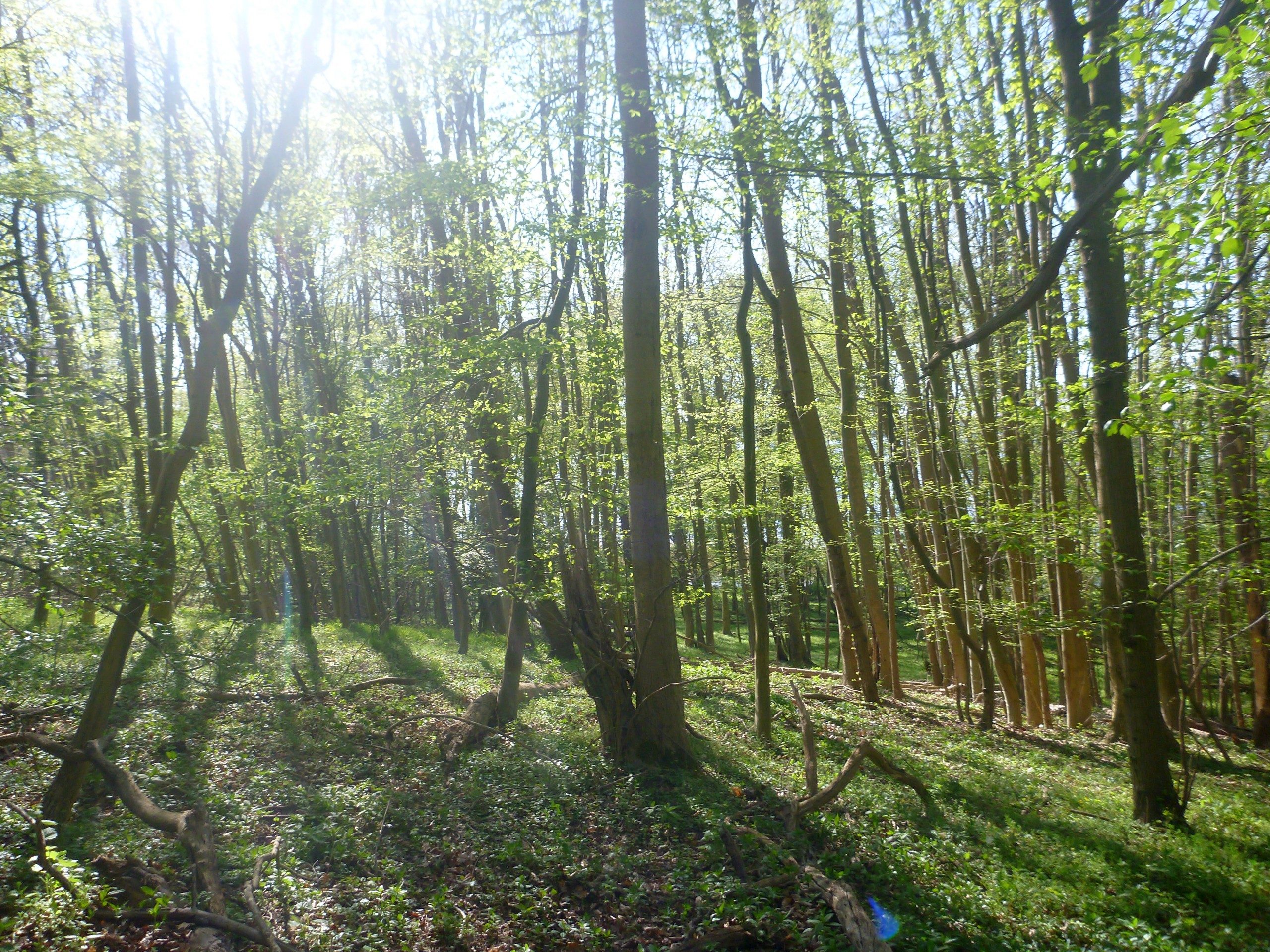 Schweriner-See-Inseln-Schloss-Stein-159