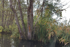 IMG20221027114617