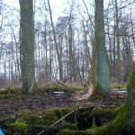 hro1.de-anpaddeln-2017-021