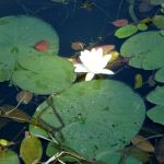 Warnow-Sommer-8-16-141