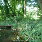 Warnow-Sommer-8-16-154